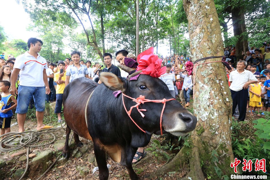 圖為村民給一頭黃牛頭戴上紅花準(zhǔn)備進(jìn)行“牽牛上樹”儀式。 譚凱興 攝