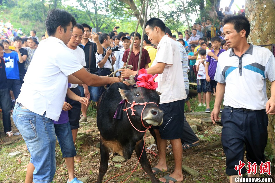 村民給黃牛套上繩索，準(zhǔn)備進(jìn)行儀式。 譚凱興 攝