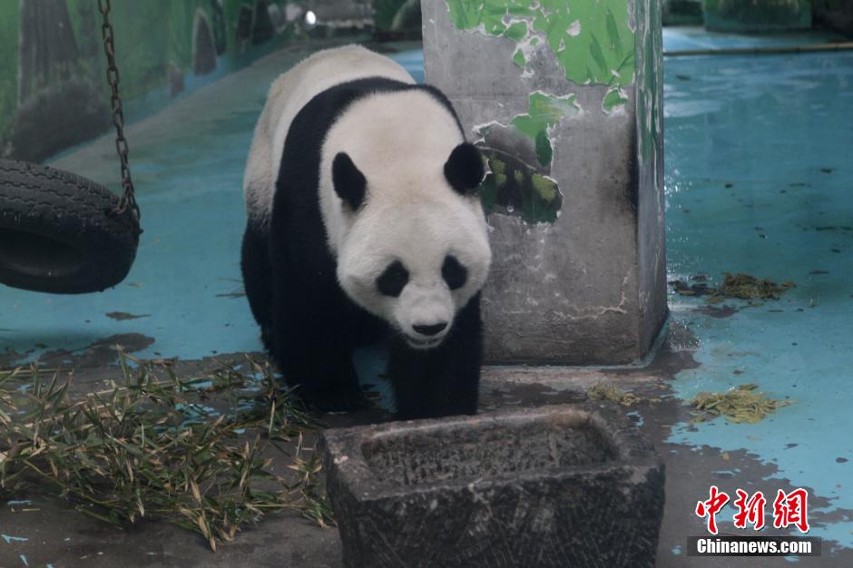 3月17日，河南鄭州動物園內(nèi)的大熊貓“龍昇”。