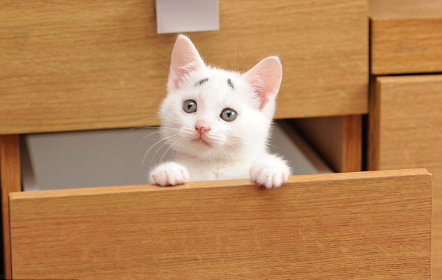 英國“焦慮貓”長“八字眉” 爆紅網(wǎng)絡(luò) 英國“焦慮貓”長“八字眉” 爆紅網(wǎng)絡(luò)