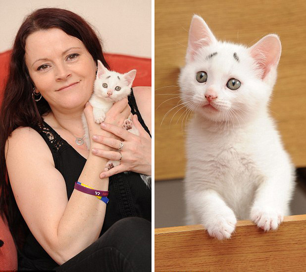 英國“焦慮貓”長“八字眉” 爆紅網(wǎng)絡(luò) 英國“焦慮貓”長“八字眉” 爆紅網(wǎng)絡(luò)