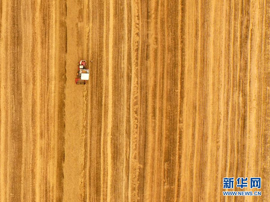 這是5月28日在河南省南陽(yáng)市唐河縣甘河灣村航拍的麥?zhǔn)宅F(xiàn)場(chǎng)。