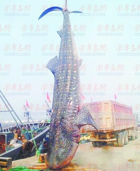 9月8日，日照漁民捕獲的重達(dá)10余噸的鯨鯊。(照片來自大眾網(wǎng))