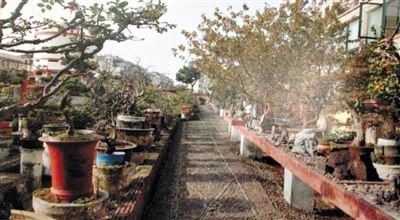 劉光嘉出示博物館內(nèi)部圖片中，擺放著各種盆景。
