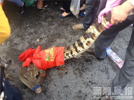 車上的鱷魚爬上路面。記者 向帥