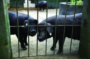 觀測點飼養(yǎng)區(qū)設(shè)有豬圈，可觀察豬是否有異常反應