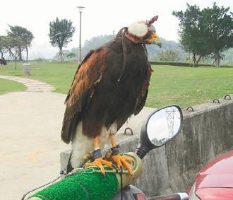 闖禍的老鷹則被主人戴上頭套，以鐵鏈鎖在摩托車的車頭上“罰站”/臺灣《聯(lián)合報(bào)》圖