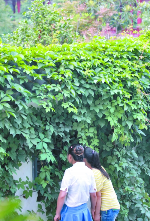 外面的游客正通過(guò)墻上的鏤空的窗，向夢(mèng)溪園內(nèi)觀望。