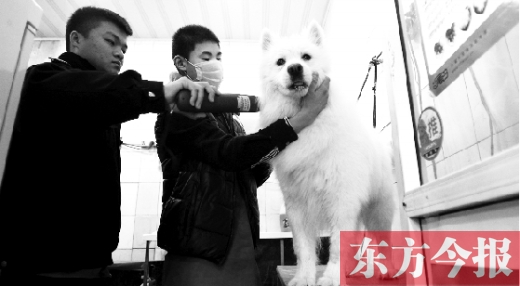 昨天，鄭州城管首次進寵物店清查無證犬只