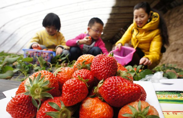 周末嘗鮮 河南鄭州周邊摘草莓去 周末嘗鮮 河南鄭州周邊摘草莓去