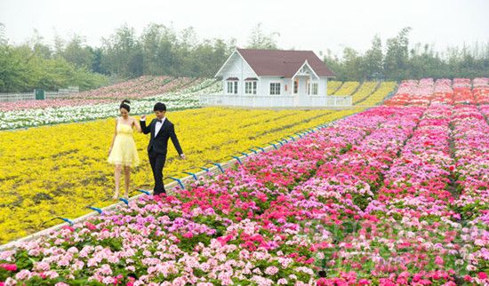 賞花路線(xiàn)