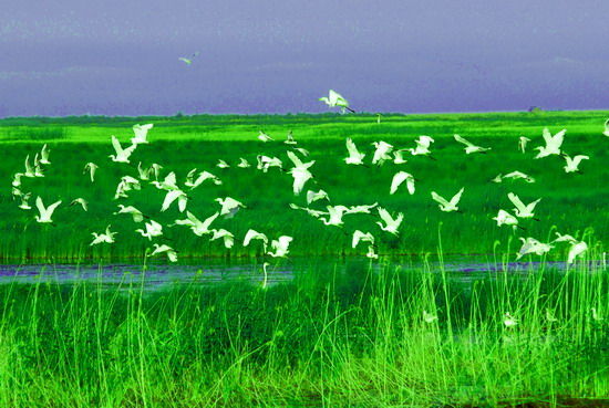 樂享綠色夏日 濕地公園生態(tài)親水之旅 樂享綠色夏日 濕地公園生態(tài)親水之旅