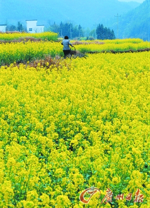 　　江嶺的油菜花已經(jīng)盛開。
