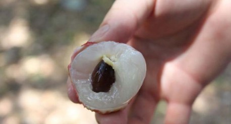 　　這就是傳說中的瓤肉瑩白如冰雪,漿液甘酸如醴酪。大家一下就摘了半筐。