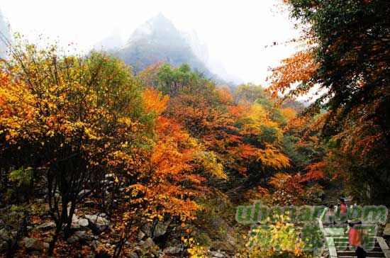 深秋去堯山賞紅葉、泡溫泉、拜大佛