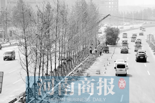 　西三環(huán)化工路，工人正在車道中間種植銀杏樹