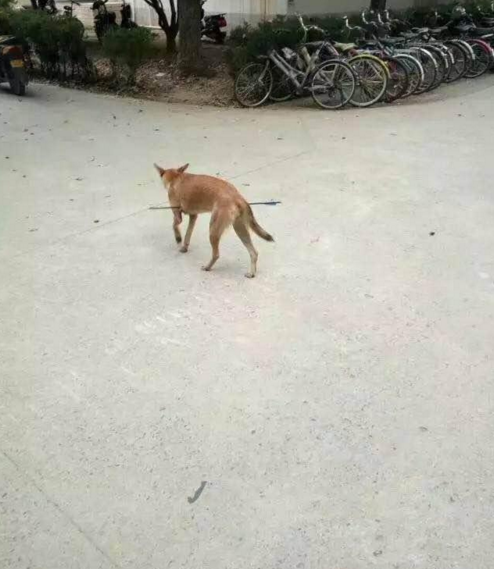 華科大校園內(nèi)，一條流浪狗腹部被箭射穿，地上留著斑斑血跡。