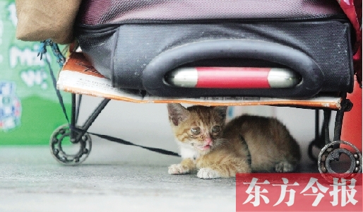 昨日，鄭州火車站廣場。一只小貓鉆到了行李下躲避烈日