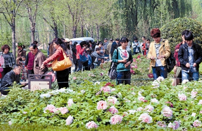 清明小長假期間，隋唐城遺址植物園內(nèi)游人如織