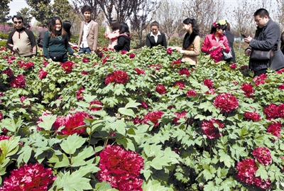 　 5日，國際牡丹園開園迎賓，連日來，慕名而來賞花踏青的游客絡(luò)繹不絕