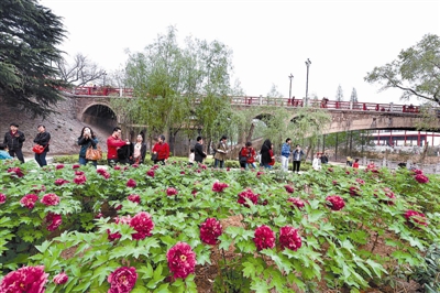 在王城公園橋北新開辟的甘棠洲牡丹觀賞區(qū)內(nèi)，霓虹煥彩、晨紅等品種牡丹盛開，給來自海內(nèi)外的賞花游客帶來驚