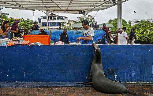 海獅變魚攤?？?排隊“購買”金槍魚