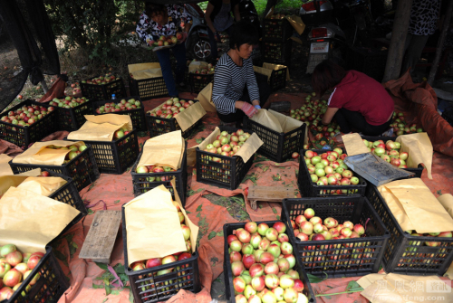 陜西：果農(nóng)將滯銷(xiāo)桃倒進(jìn)河道