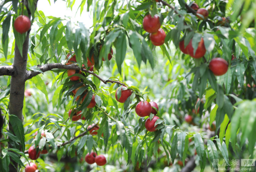 陜西：果農(nóng)將滯銷(xiāo)桃倒進(jìn)河道