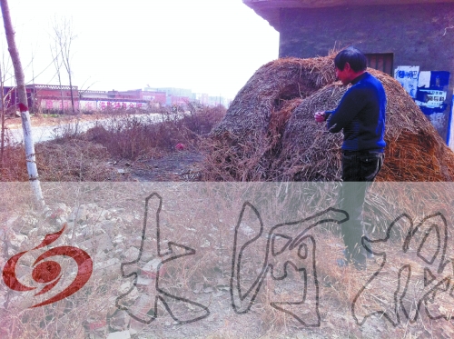 張哥、張弟就是在這兒撿到的投毒面包。