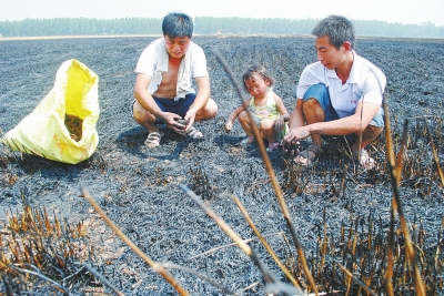 　村民為挽回一點損失，只得撿拾一些燒焦的麥穗。