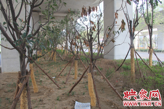 北三環(huán)經(jīng)三路橋下種的樹木有的葉子已經(jīng)干枯。