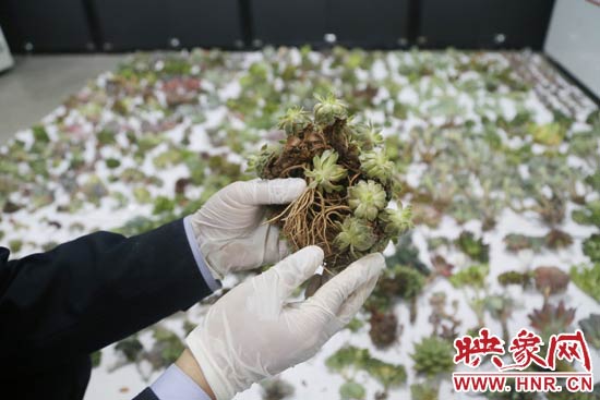 這些被截獲的多肉植物郵件面單上的品名大多申報為“禮物”、“衣服”等，屬于瞞報行為。