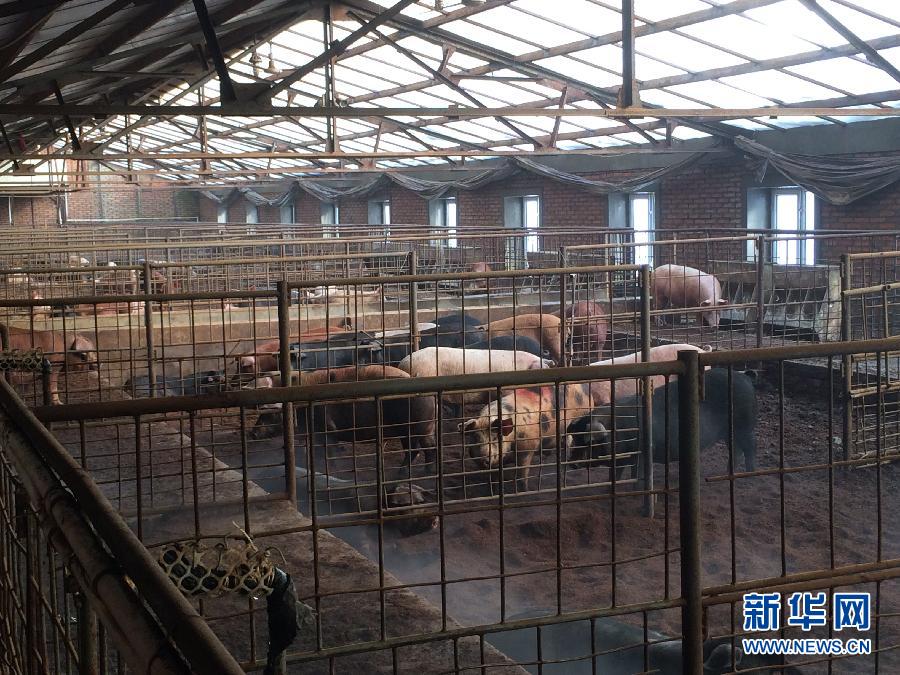 穗豐園里的豬舍（2013年12月8日攝）。新華社記者 程子龍 攝