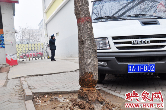 據(jù)了解，這棵樹在一家名叫“蝸牛之家”賓館專用停車場的出口處的南側(cè)，與北側(cè)的另外一棵白蠟樹有三四米的距
