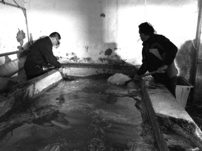 “黑作坊”的豆芽在臟亂不堪的水泥池中清洗。