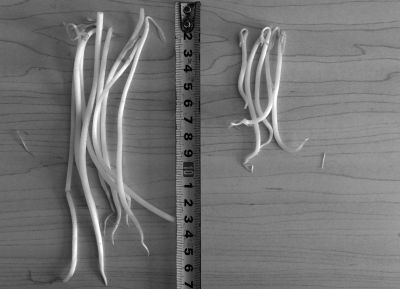 “黑作坊”制售的豆芽（左）和超市銷售的豆芽（右）長度形成鮮明對比。