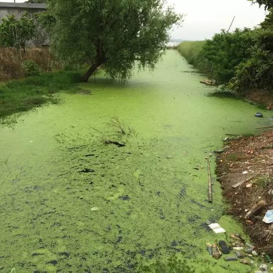 水污染現(xiàn)場，2015年7月 洞庭湖腹地湖南省安鄉(xiāng)縣安豐鄉(xiāng)出口洲社區(qū)房前屋后水網(wǎng)密布，但水污染嚴重水體發(fā)臭 新華社記者周楠攝