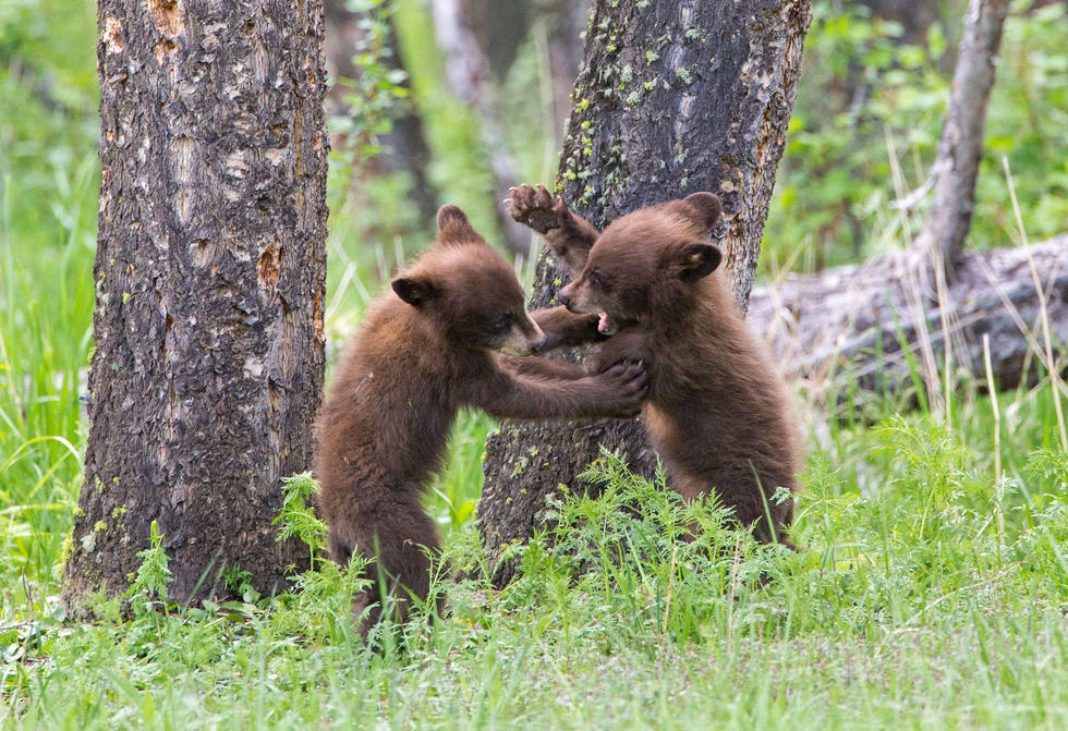 兩只萌噠噠的小熊在一顆大樹下玩躲貓貓，一會突然跳出來嚇唬對方，一會對著彼此做鬼臉，逗趣模樣讓人忍不住捧腹大笑。