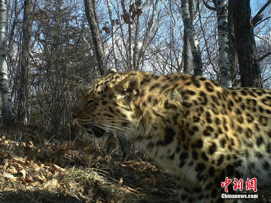 黑龍江老爺嶺保護(hù)區(qū)多次拍到野生東北虎、豹影像