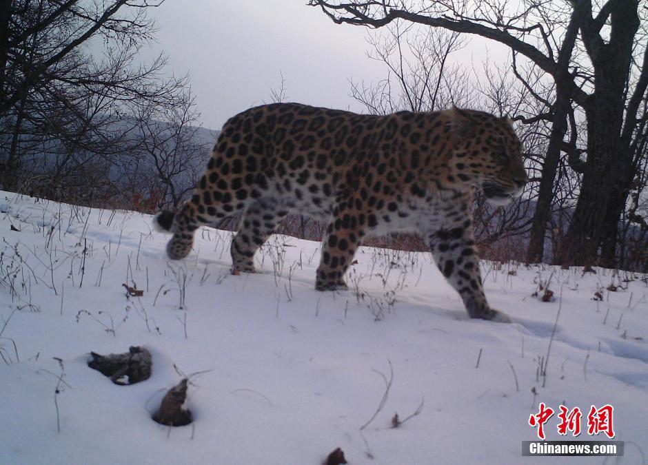 黑龍江老爺嶺保護(hù)區(qū)多次拍到野生東北虎、豹影像