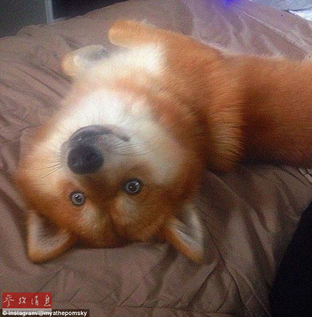 狐貍還是狗？藍眼睛萌寵走紅網(wǎng)絡