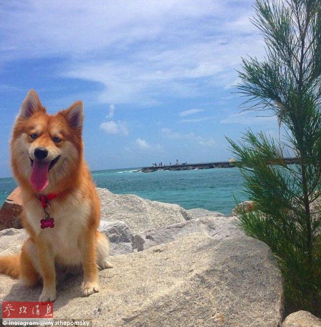狐貍還是狗？藍眼睛萌寵走紅網(wǎng)絡