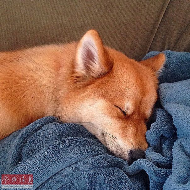 狐貍還是狗？藍眼睛萌寵走紅網(wǎng)絡