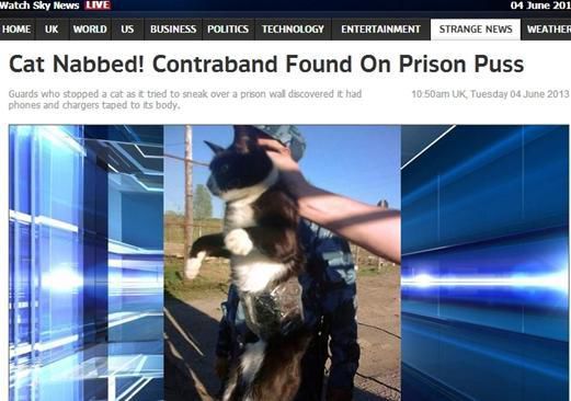 資料圖：2013年，俄羅斯獄警也曾抓獲身負(fù)手機(jī)和充電寶的貓，它本想混進(jìn)俄羅斯科密地區(qū)一座監(jiān)獄