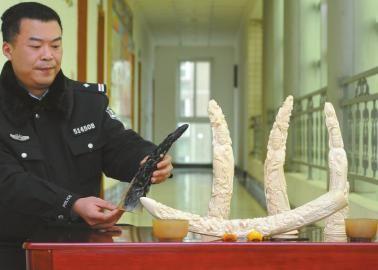 1月5日，辦案民警展示擋獲的犀牛角、盔犀鳥頭、象牙制品。