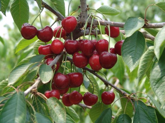 大連親子游采摘游海島游將成假日熱點 大連親子游采摘游海島游將成假日熱點