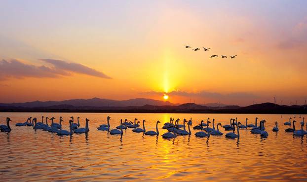 “天鵝城”河南三門峽為白天鵝劃定16萬畝保護(hù)區(qū) “天鵝城”河南三門峽為白天鵝劃定16萬畝保護(hù)區(qū)