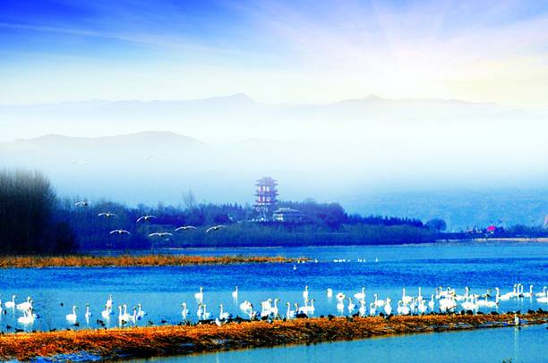 “天鵝城”河南三門峽為白天鵝劃定16萬畝保護(hù)區(qū) “天鵝城”河南三門峽為白天鵝劃定16萬畝保護(hù)區(qū)