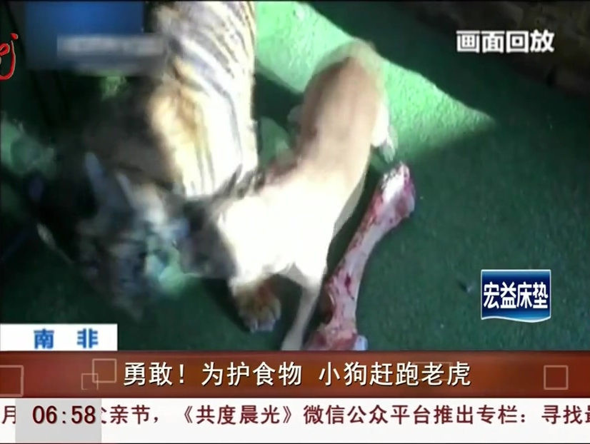 勇敢！為護(hù)食物 小狗趕跑老虎