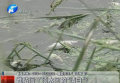 誰玷污了須水河的“清白”？